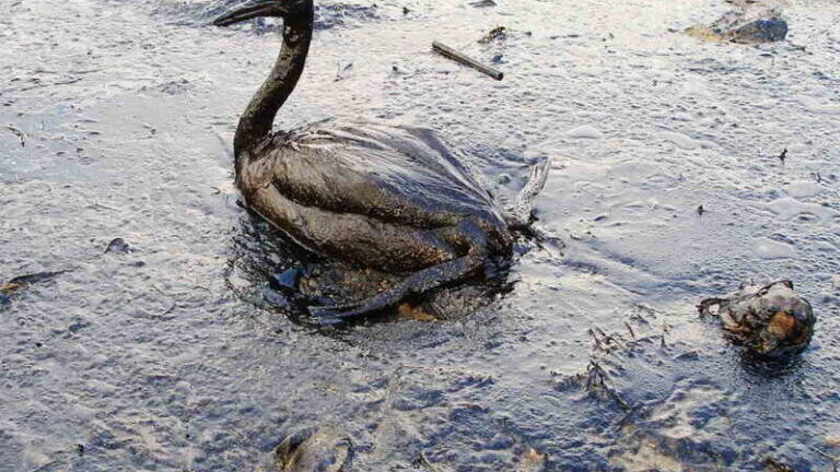 How is the 2015 California Oil Spill Affecting the Local Wildlife?  
