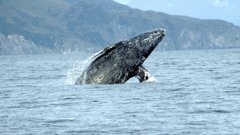 How Will Shell’s Arctic Drilling Affect the Local Wildlife?