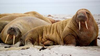 What Are the US Walrus Protections?  