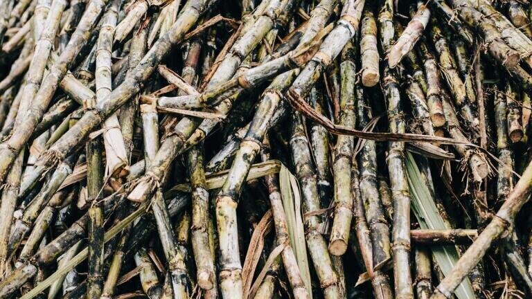 Brazilian Sugarcane Based Biofuel Industry Set to Get Sweeter