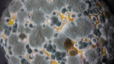 Manchester Scientists Pioneer Yeast Mould Biofuel Breakthrough  
