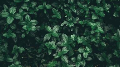 Could Plants Be the Key to Better Biofuels?  