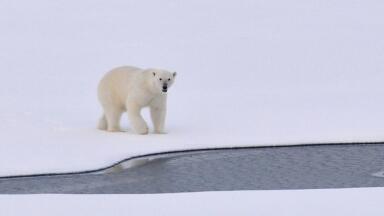 Why did Emma Thompson Drag a Gigantic Polar Bear through London?