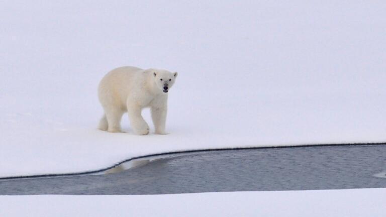 Why did Emma Thompson Drag a Gigantic Polar Bear through London?