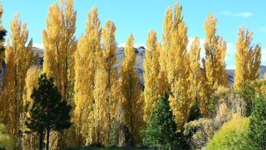 Poplar Tree Pegged as Next Big Thing in Biofuel