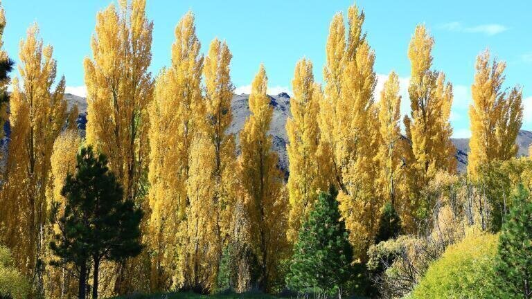 Poplar Tree Pegged as Next Big Thing in Biofuel