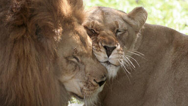 Indy Zoo’s On-Site Café Cooks Up Biofuel Project
