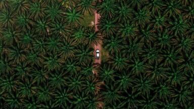 The Pros & Cons of Palm Oil