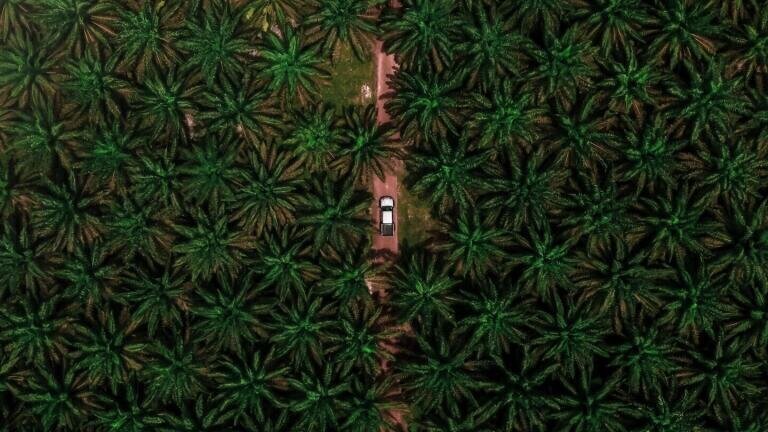 The Pros & Cons of Palm Oil