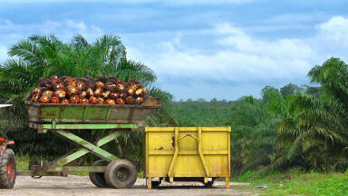 What is Palm Oil?