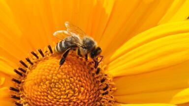 Biofuels vs. The Humble Bee