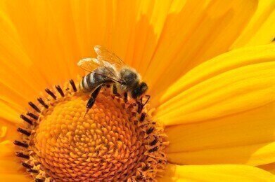 Biofuels vs. The Humble Bee