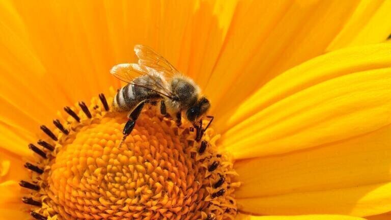 Biofuels vs. The Humble Bee