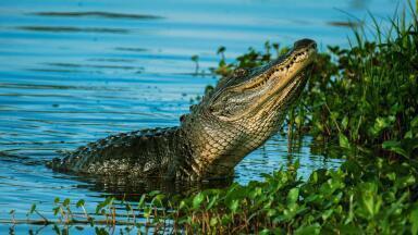 How Will the Oil Fracking Bill Affect the Everglades?