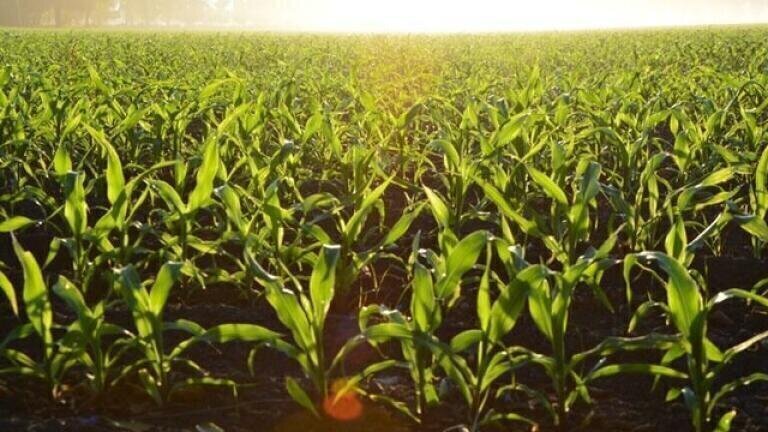 Are Biofuels Actually Better Than Petrol?