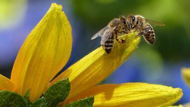 How Will Fracking Impact British Wildlife?