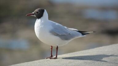 Has BP's Deepwater Horizon Spill Affected the Food Chain?