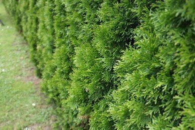 Are Hedges the Solution to Urban Pollution?