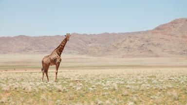 Why Are Shares Dropping for African Petroleum?