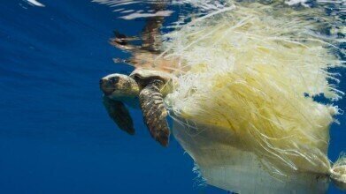 Marine Turtles Dying After Becoming Entangled in Plastic Rubbish