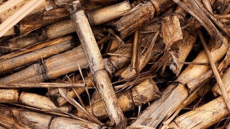 Can Sugarcane Produce Jet Fuel?