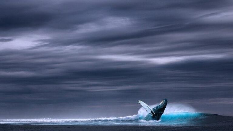 Are Seismic Surveys Dangerous?
