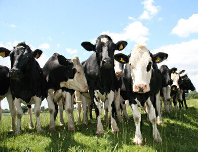 Livestock research shows significant reduction in greenhouse gas