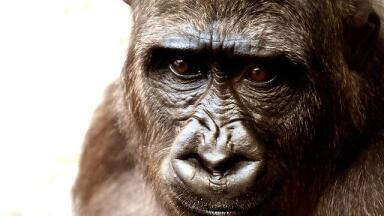 Why is Oil Exploration Controversial in Congo?