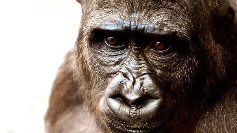 Why is Oil Exploration Controversial in Congo?