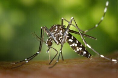Can Mosquitos Stop Viruses Spreading?