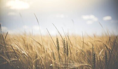 How Does Ozone Pollution Affect Crops?