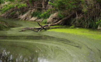 Can Algal Blooms Affect Small Lakes and Ponds?