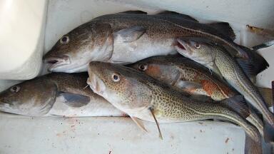 Scientists Research the Impact of Oil Spills on Fish