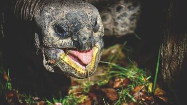 What Caused the Galapagos Oil Spill?