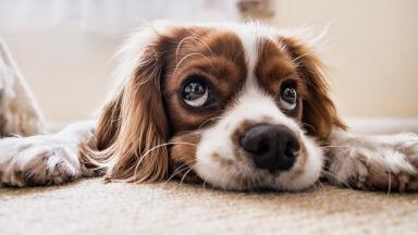 Can Dog Fur Help with Oil Spills?