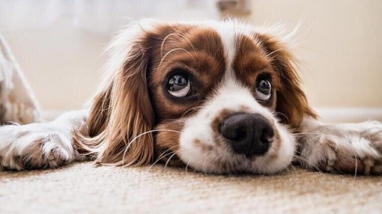 Can Dog Fur Help with Oil Spills?
