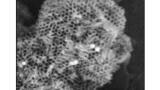 High resolution electron microscopy imaging and elemental analysis