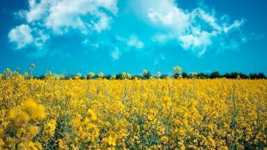 What Are the Advantages of Biofuels?