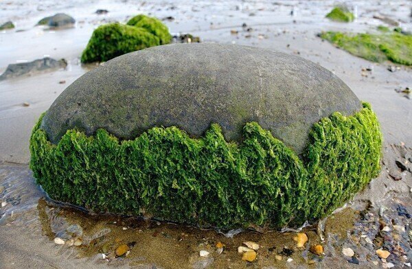 Is seaweed the solution to sustainable biofuel? - Renewable Carbon News