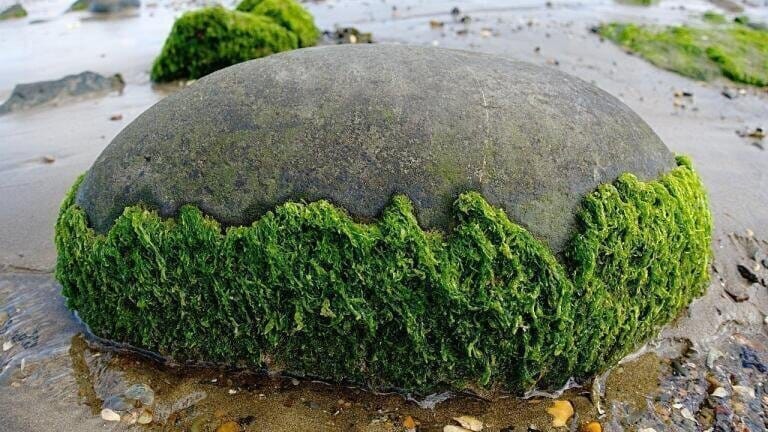 4 Unusual Sources of Biofuel