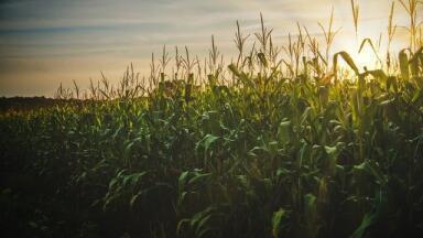 What is Green Fuel and Will it Replace Petrol?