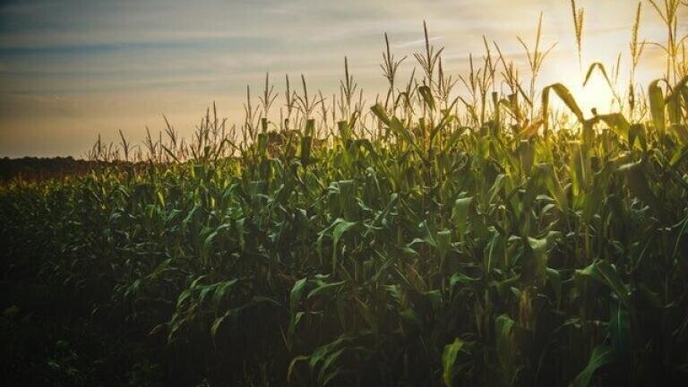 What is Green Fuel and Will it Replace Petrol?