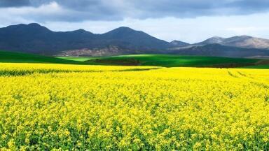 How Have Biofuels Changed Over Time?