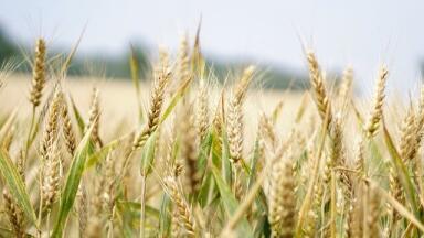 What is Ammonia?