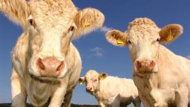 Where Does Ammonia Come From?