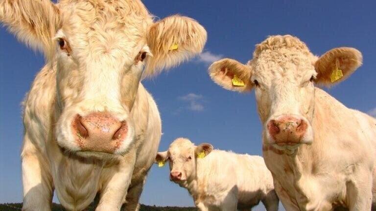 Where Does Ammonia Come From?
