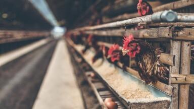 Why Ammonia Monitoring Matters for the Environment
