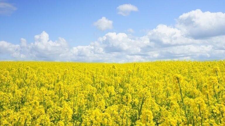 How is Biodiesel Measured in Fuel Oil?