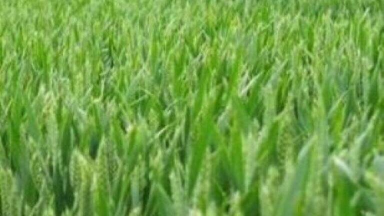 DEFRA Hosts Emergency Meeting on Synthetic Fertiliser Prices