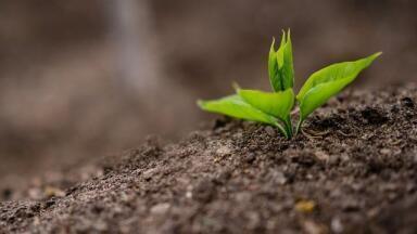 Can Ammonia Be Used as a Fuel?